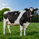 Illustration for article titled Greatest Genius In Cow History Killed, Eaten